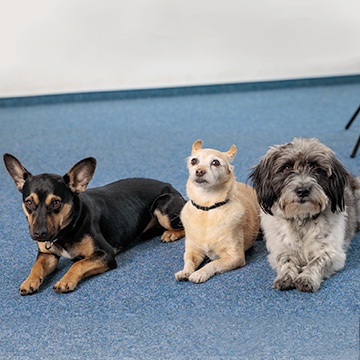 Sookie, Josi und Luca